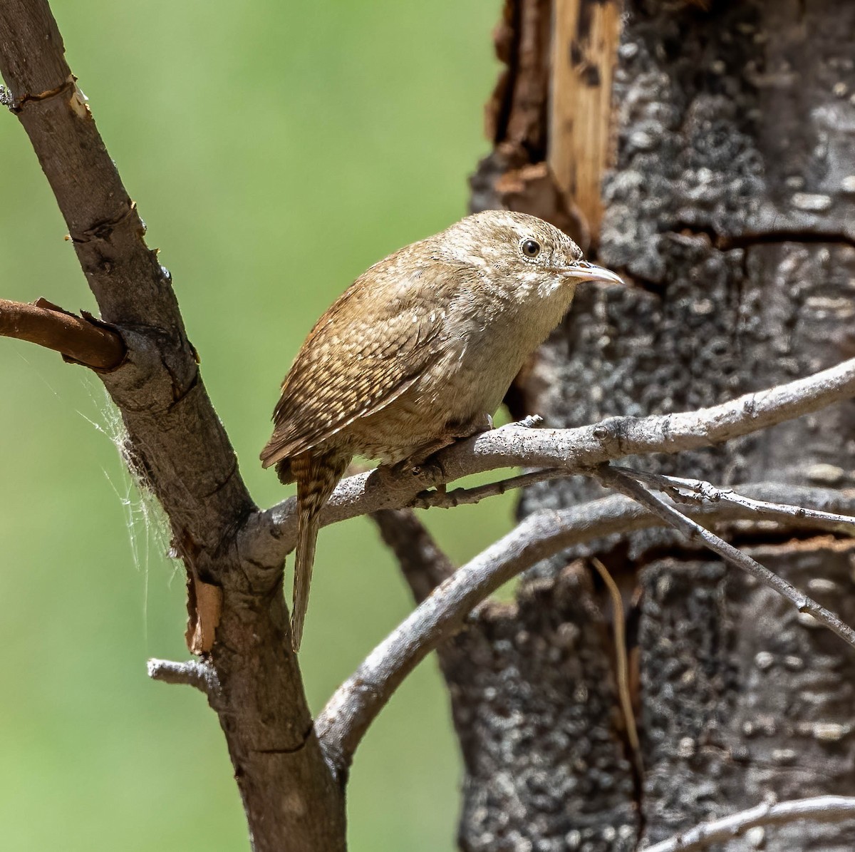 House Wren - Eric Bodker