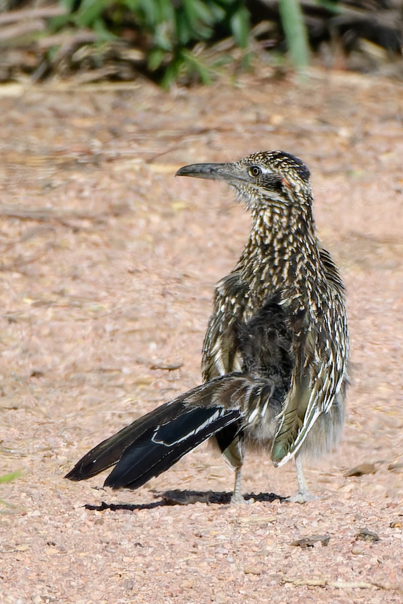 Greater Roadrunner - Gregg McClain