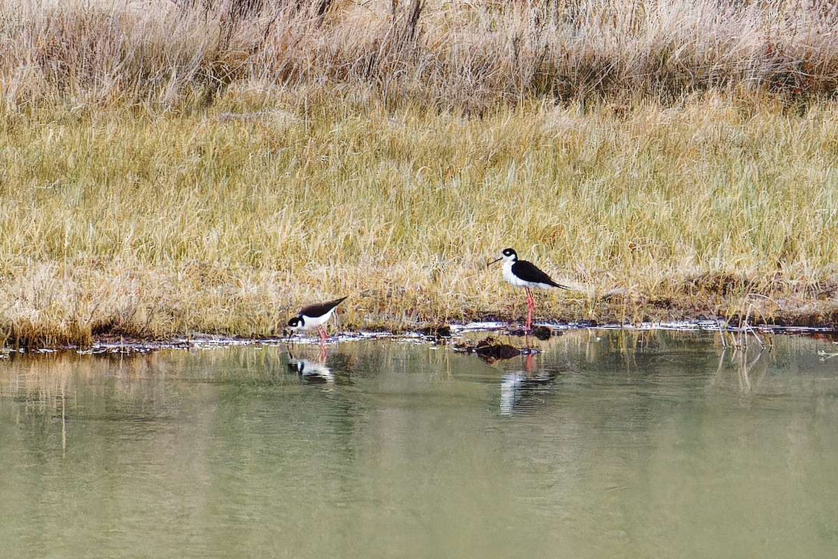 Black-necked Stilt - Ruogu Li