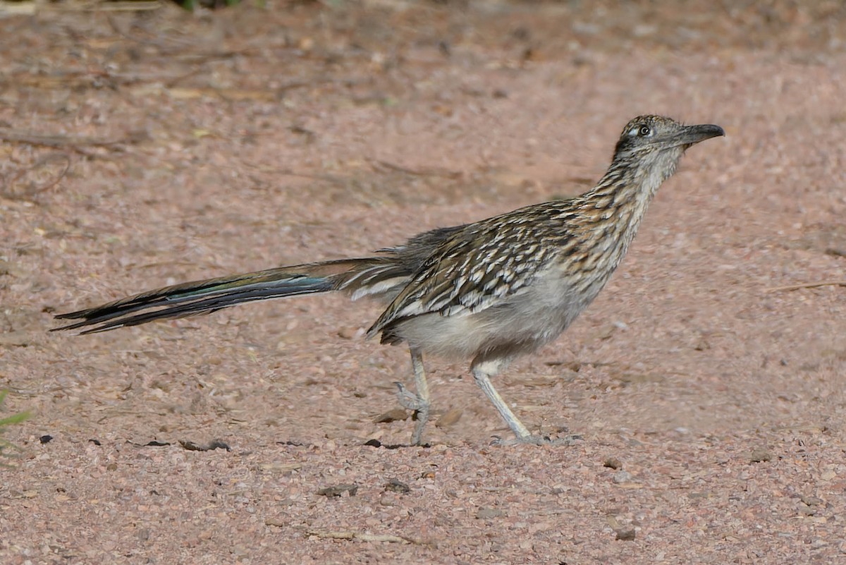 Greater Roadrunner - Gregg McClain