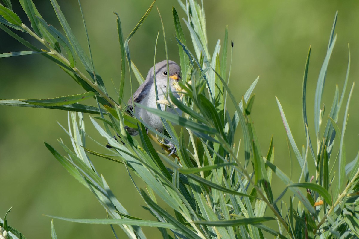 Verdin - Gregg McClain