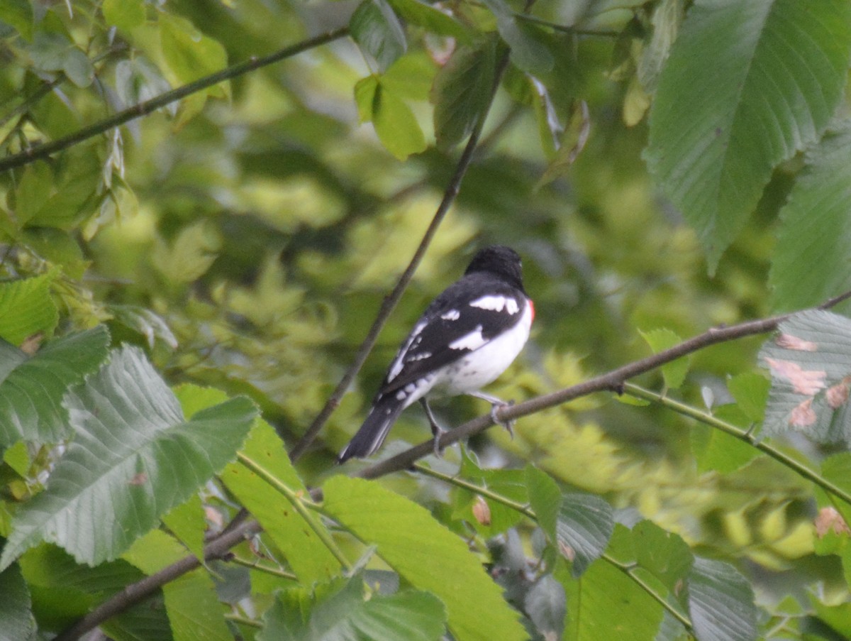 Rose-breasted Grosbeak - Doug Overacker