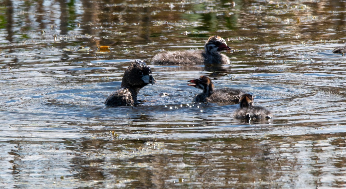 Pied-billed Grebe - Carmen Gumina