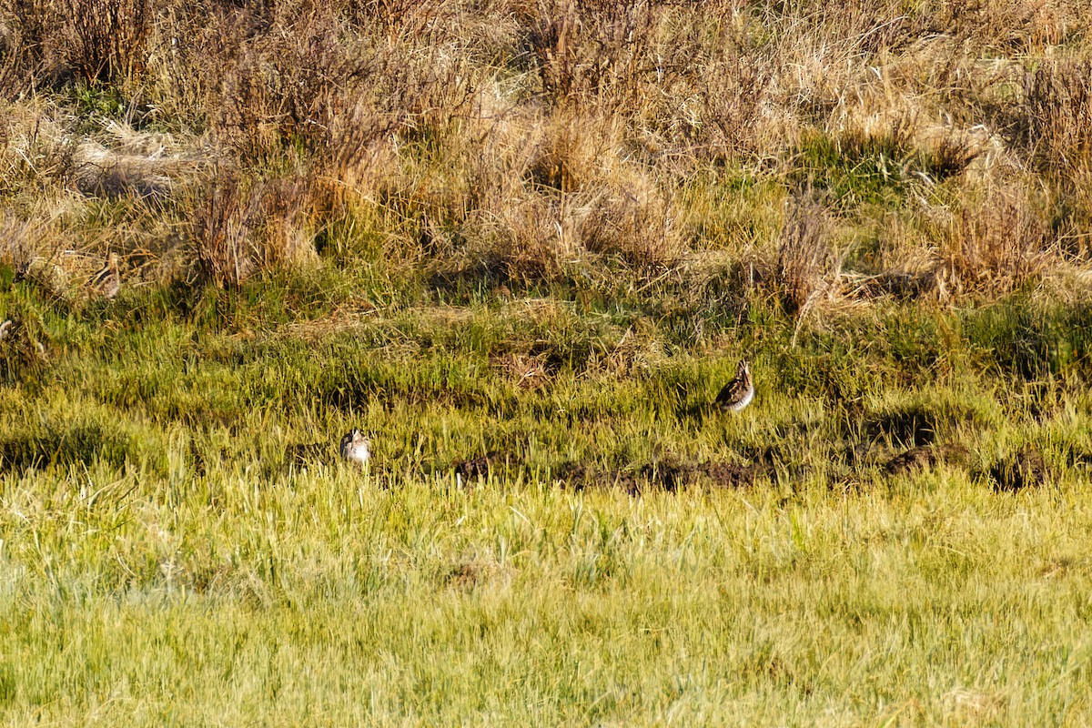 Wilson's Snipe - ML619549482