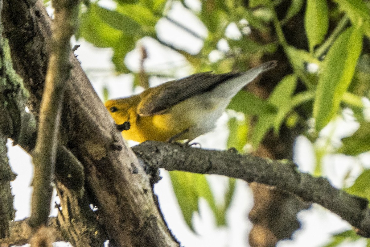 Prothonotary Warbler - Helen Chelf