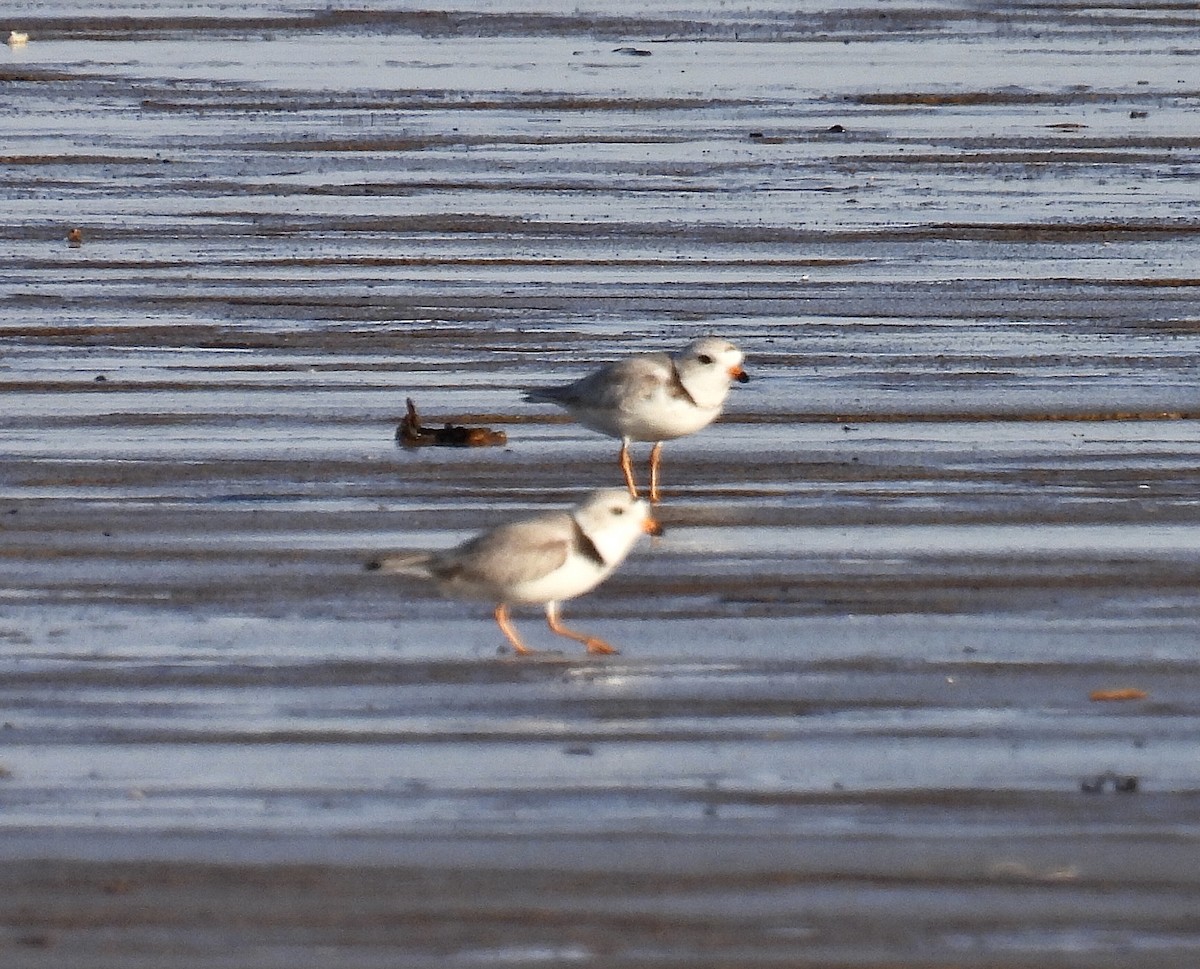 Piping Plover - Brad Smith