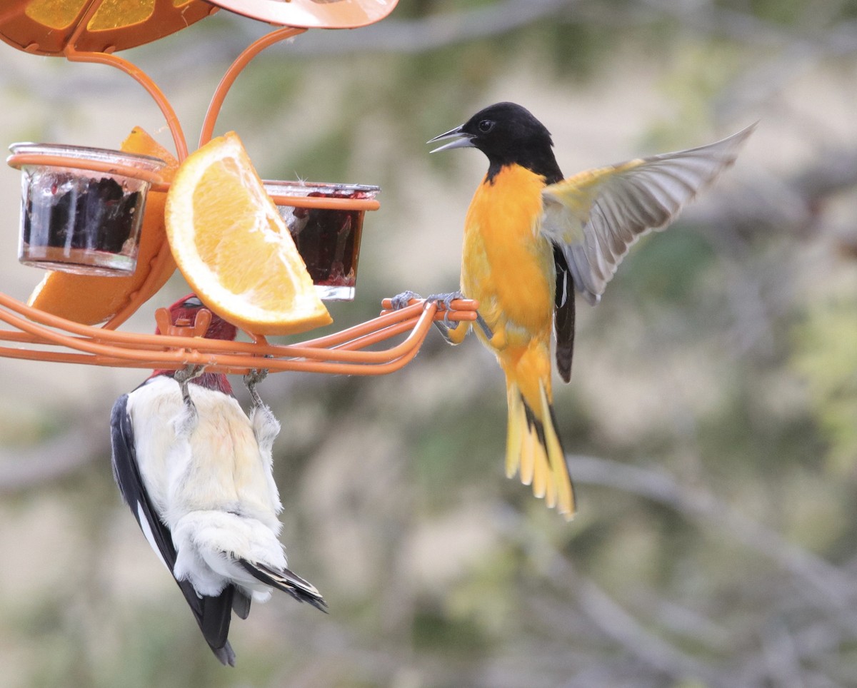 Baltimore Oriole - Jay & Judy Anderson