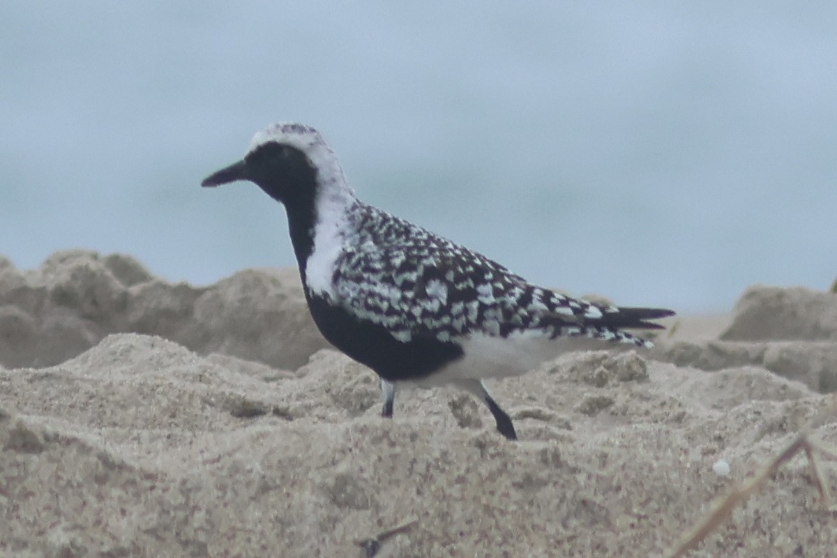 Black-bellied Plover - Vikas Madhav Nagarajan