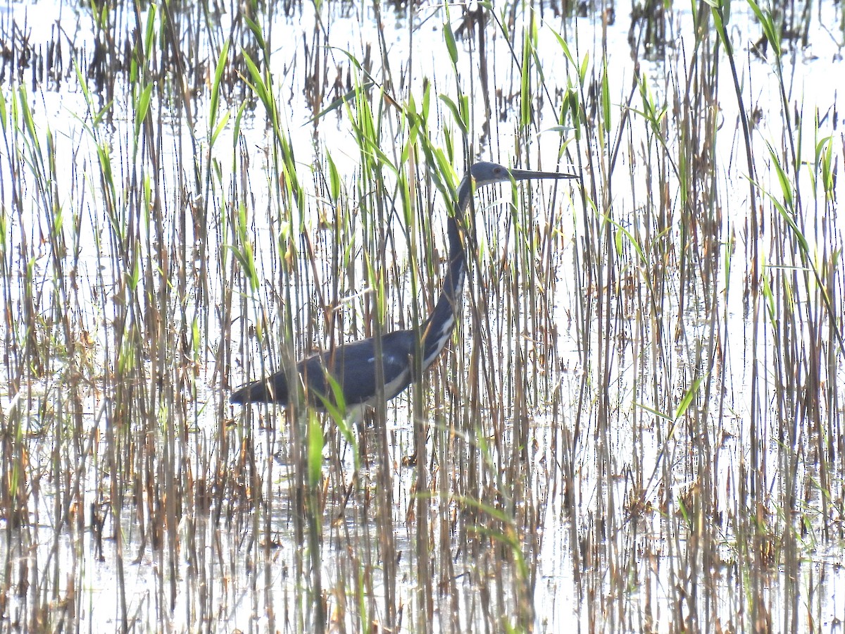 Tricolored Heron - Brad Smith