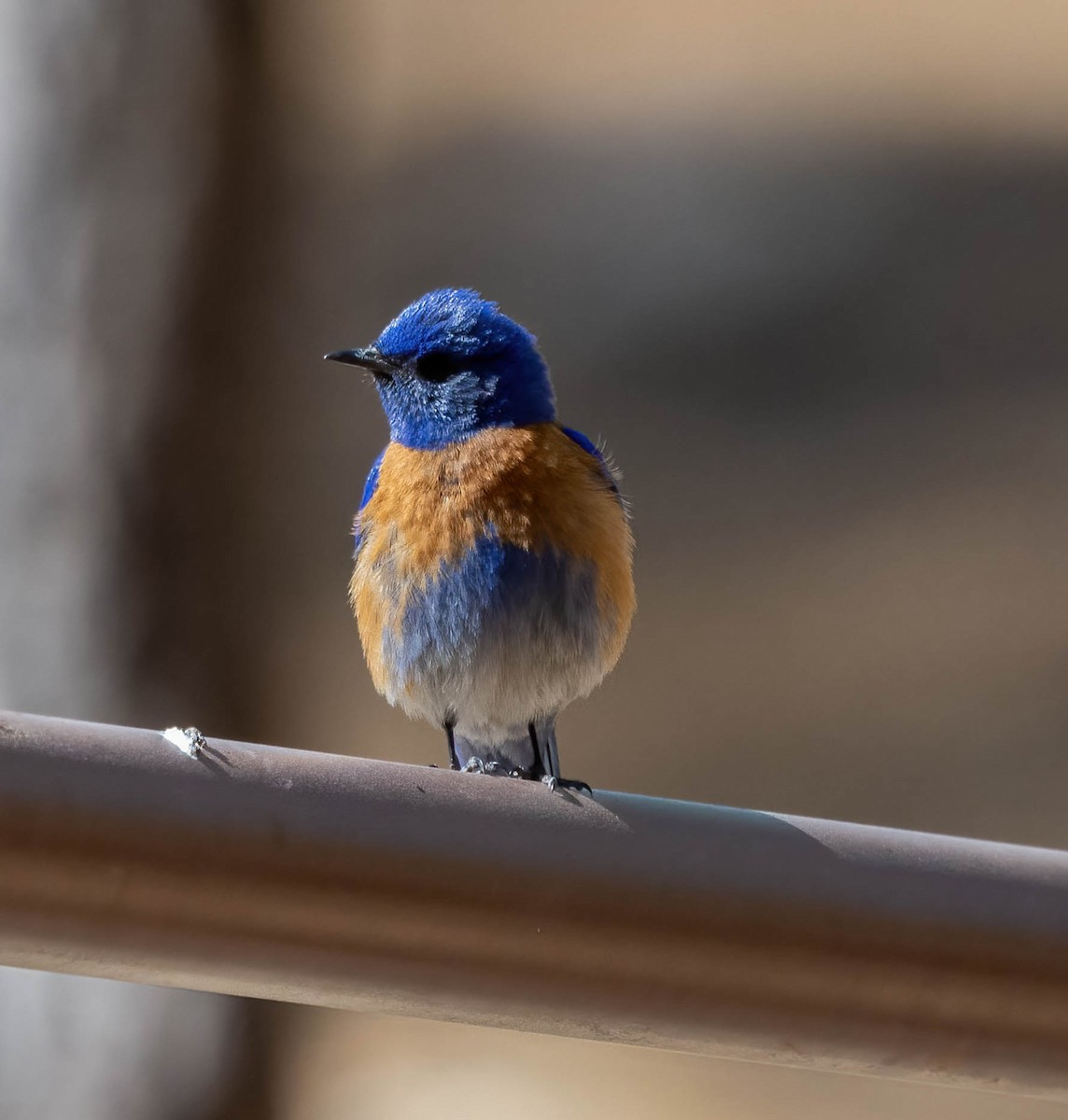 Western Bluebird - Eric Bodker