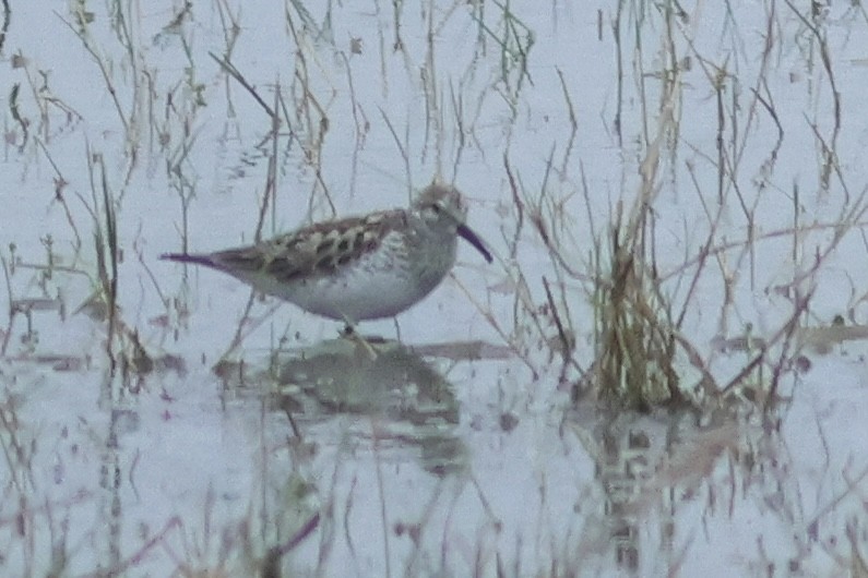 White-rumped Sandpiper - Vikas Madhav Nagarajan