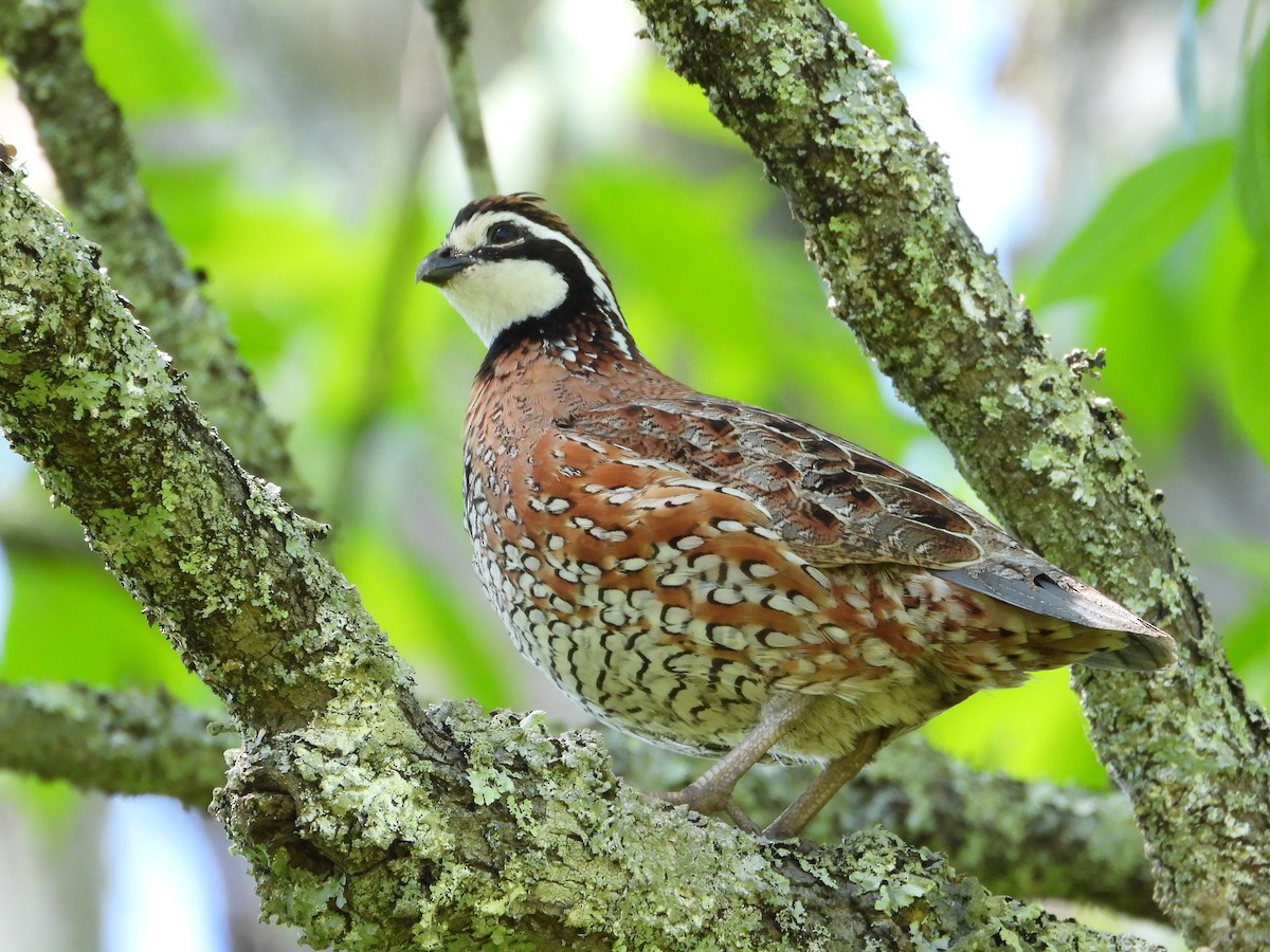 Northern Bobwhite (Eastern) - ML619549518