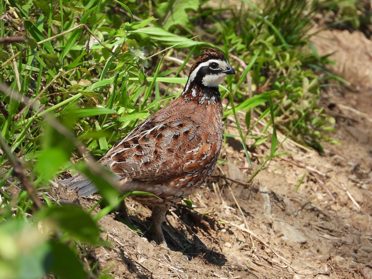 Northern Bobwhite (Eastern) - ML619549525