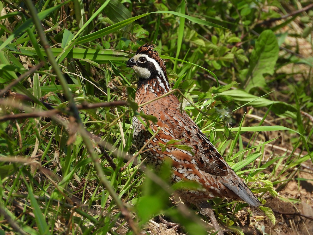 Northern Bobwhite (Eastern) - ML619549526