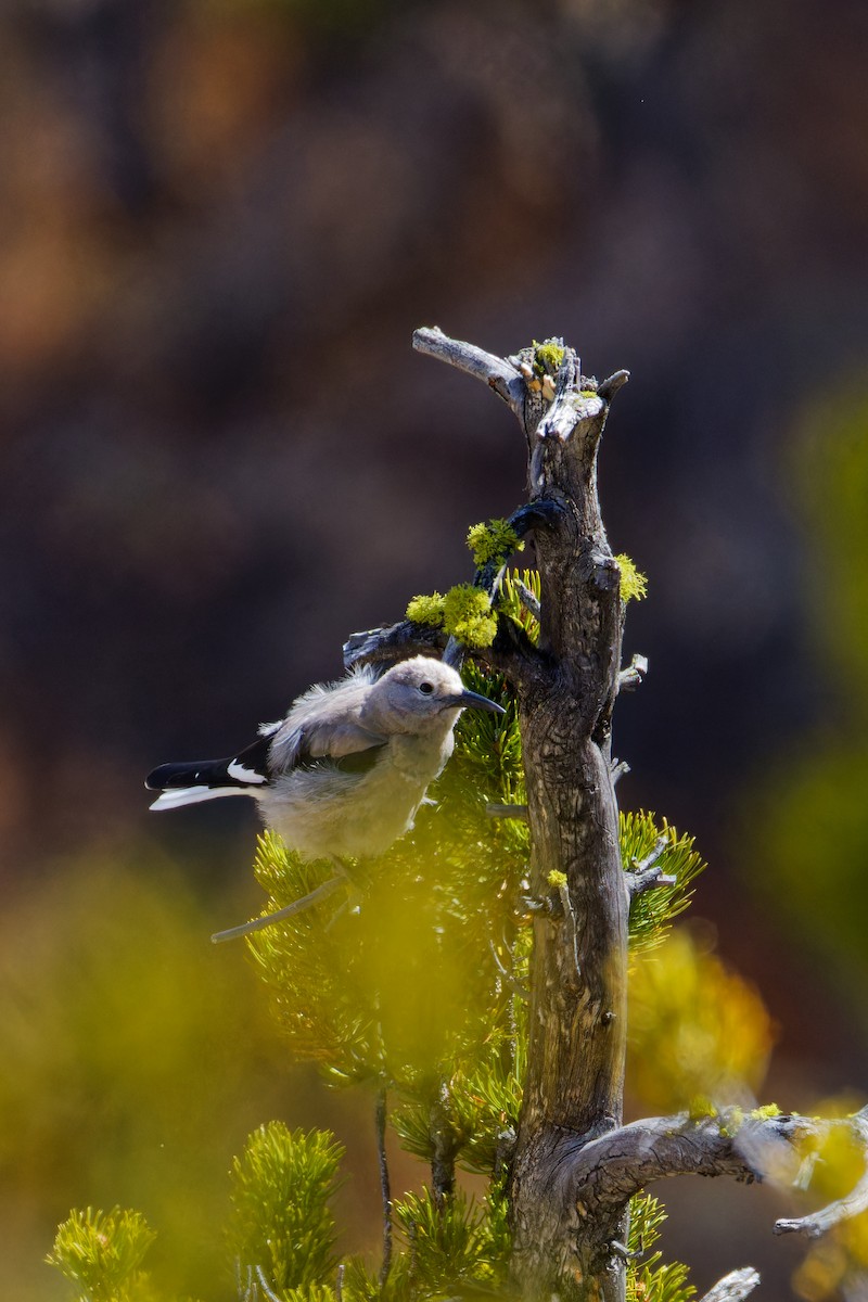 Clark's Nutcracker - ML619549528