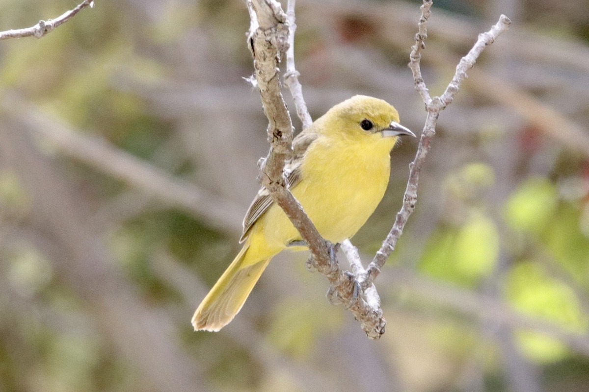 Orchard Oriole - Jay & Judy Anderson