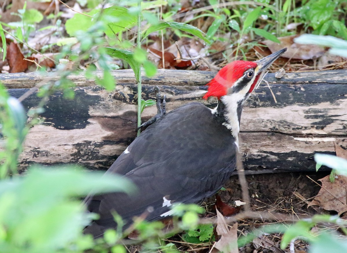 Pileated Woodpecker - William Parkin