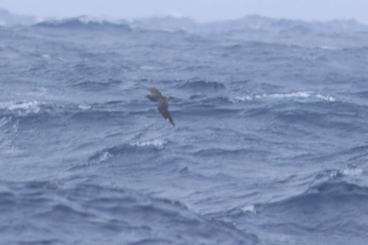 Pomarine Jaeger - Vikas Madhav Nagarajan