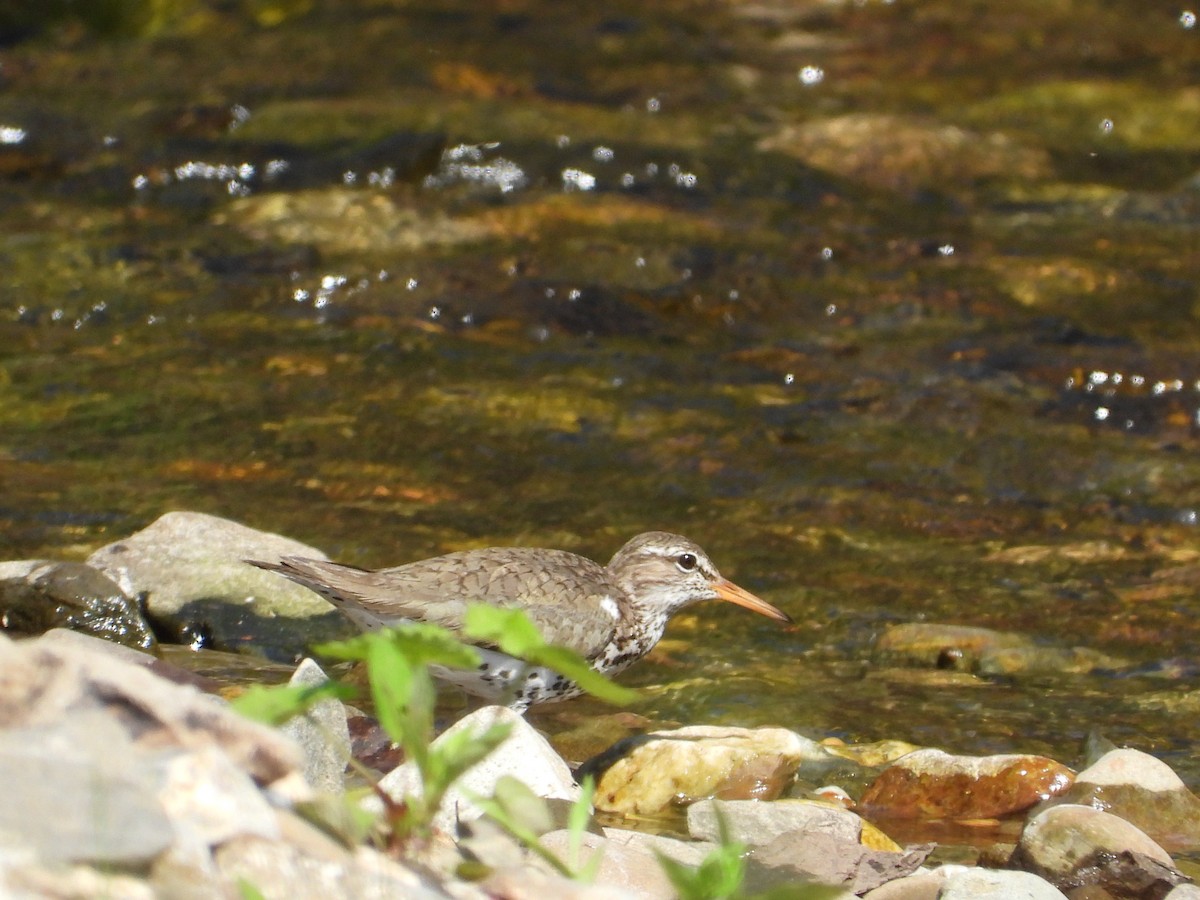 Spotted Sandpiper - ML619549537