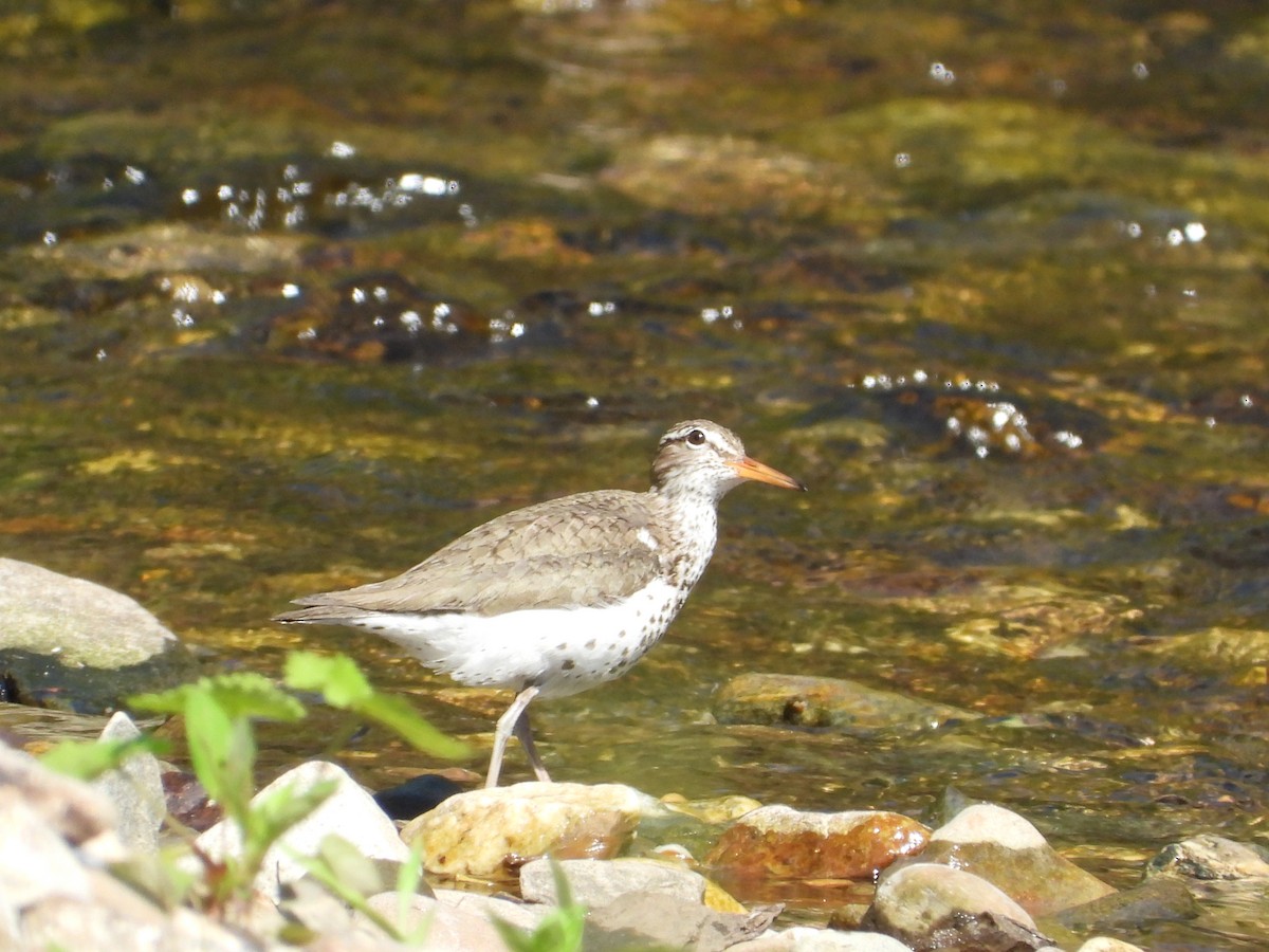 Spotted Sandpiper - ML619549538