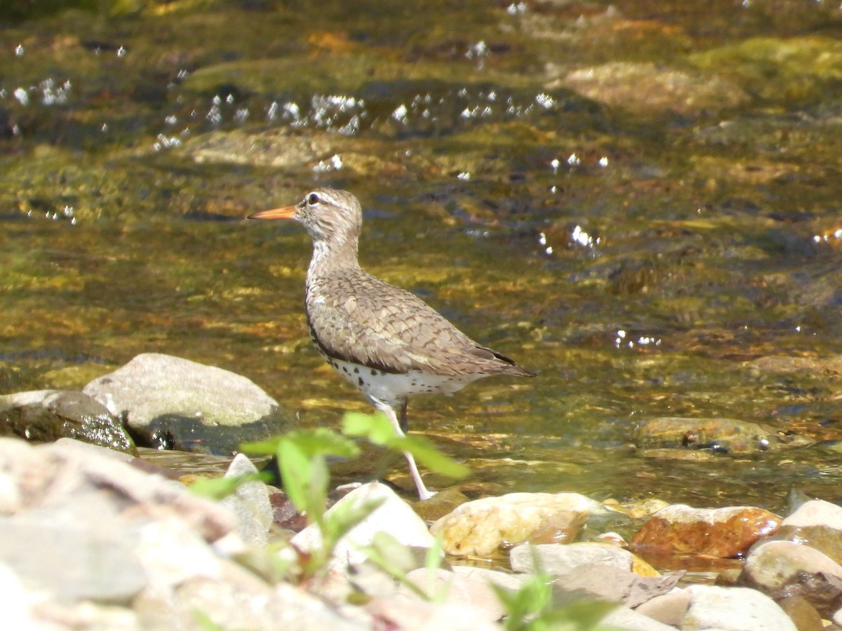 Spotted Sandpiper - ML619549539