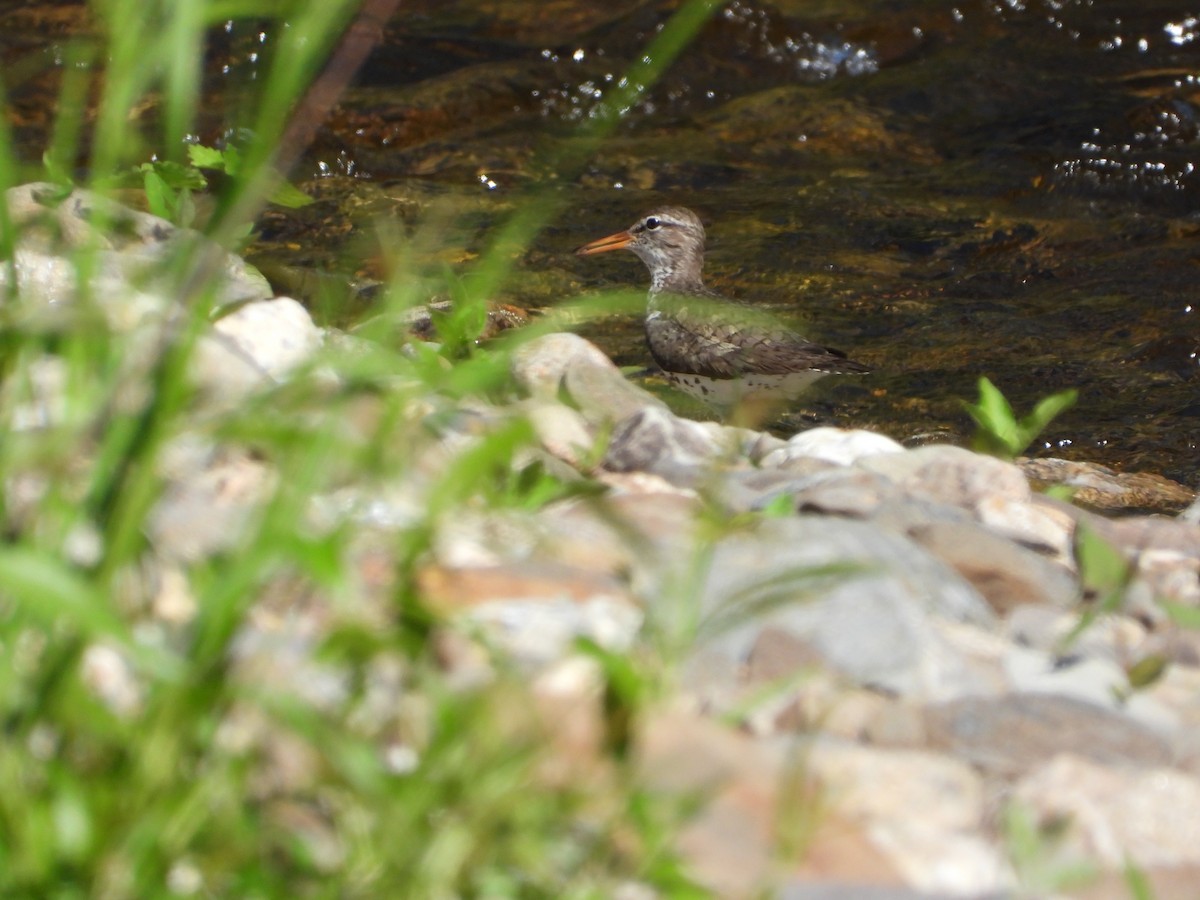 Spotted Sandpiper - ML619549540