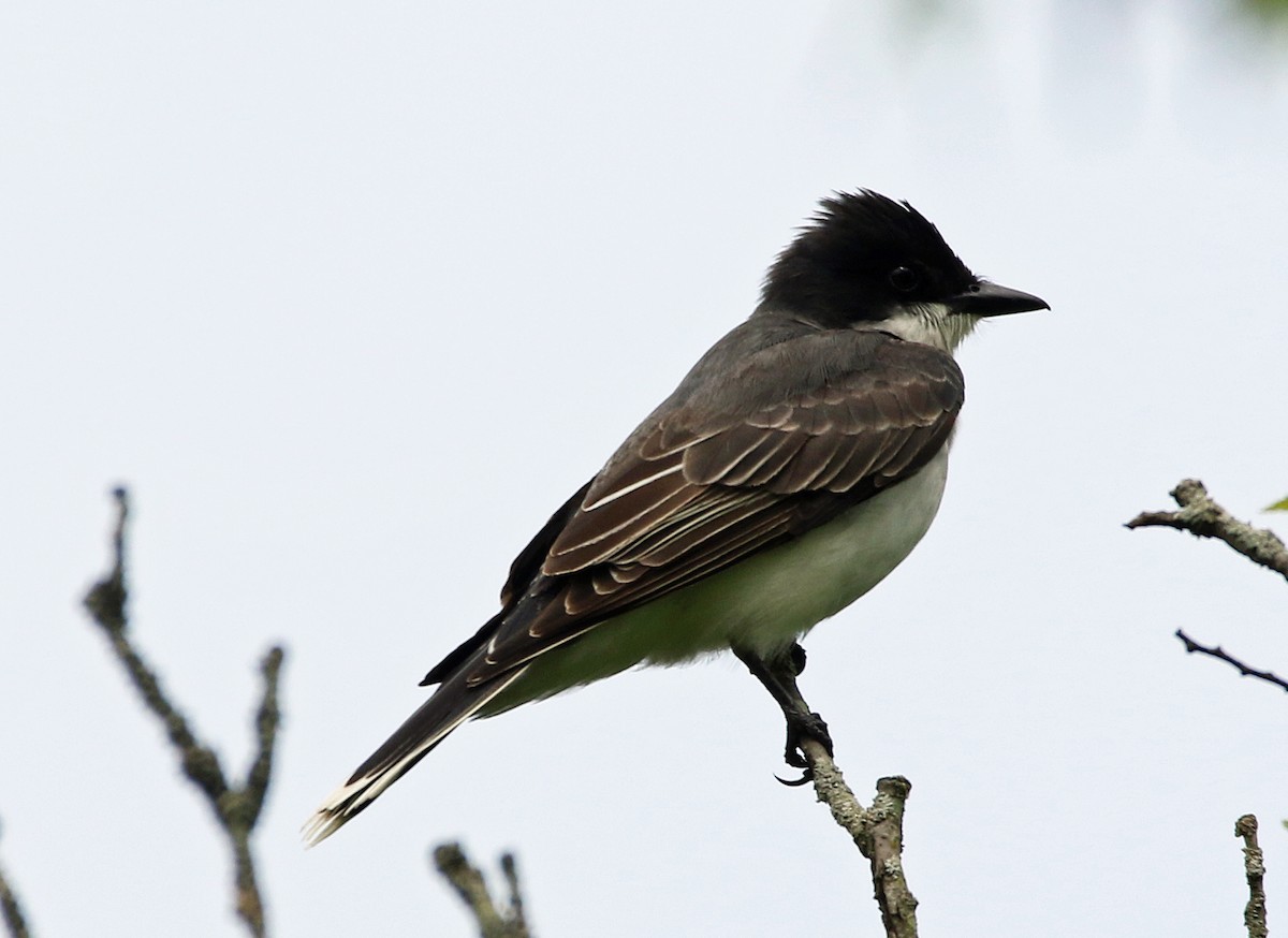 Eastern Kingbird - William Parkin