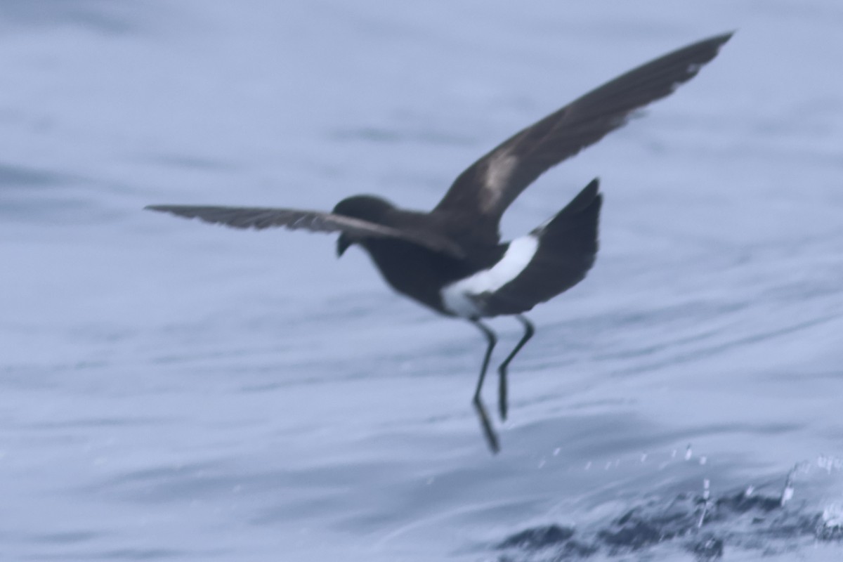 Wilson's Storm-Petrel - Vikas Madhav Nagarajan