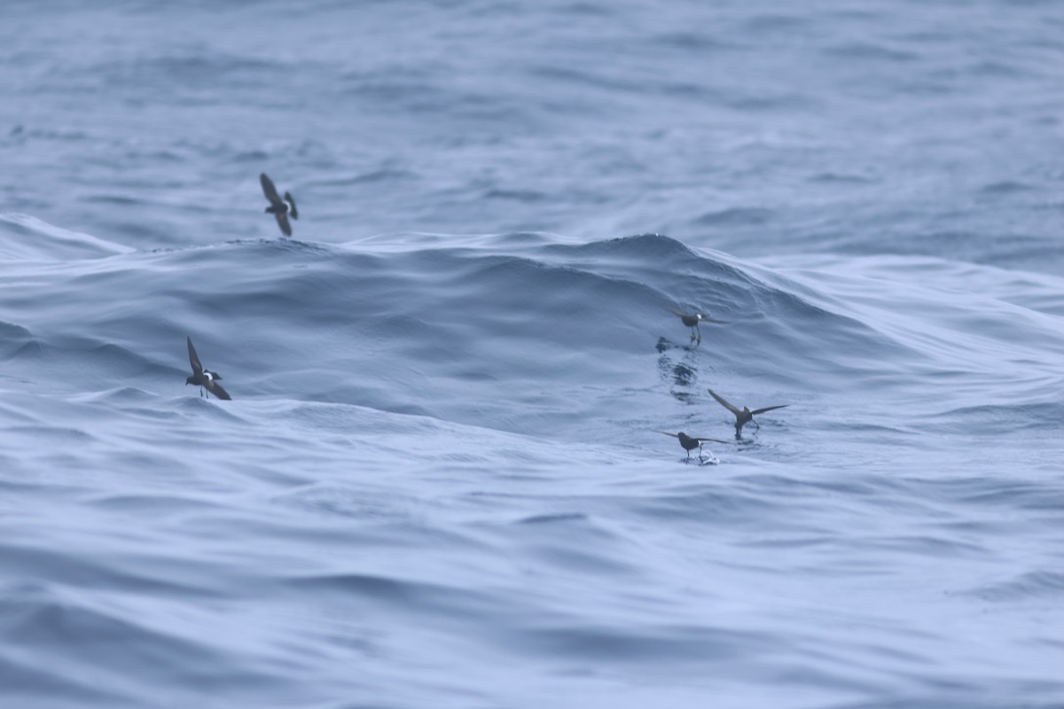 Wilson's Storm-Petrel - Vikas Madhav Nagarajan