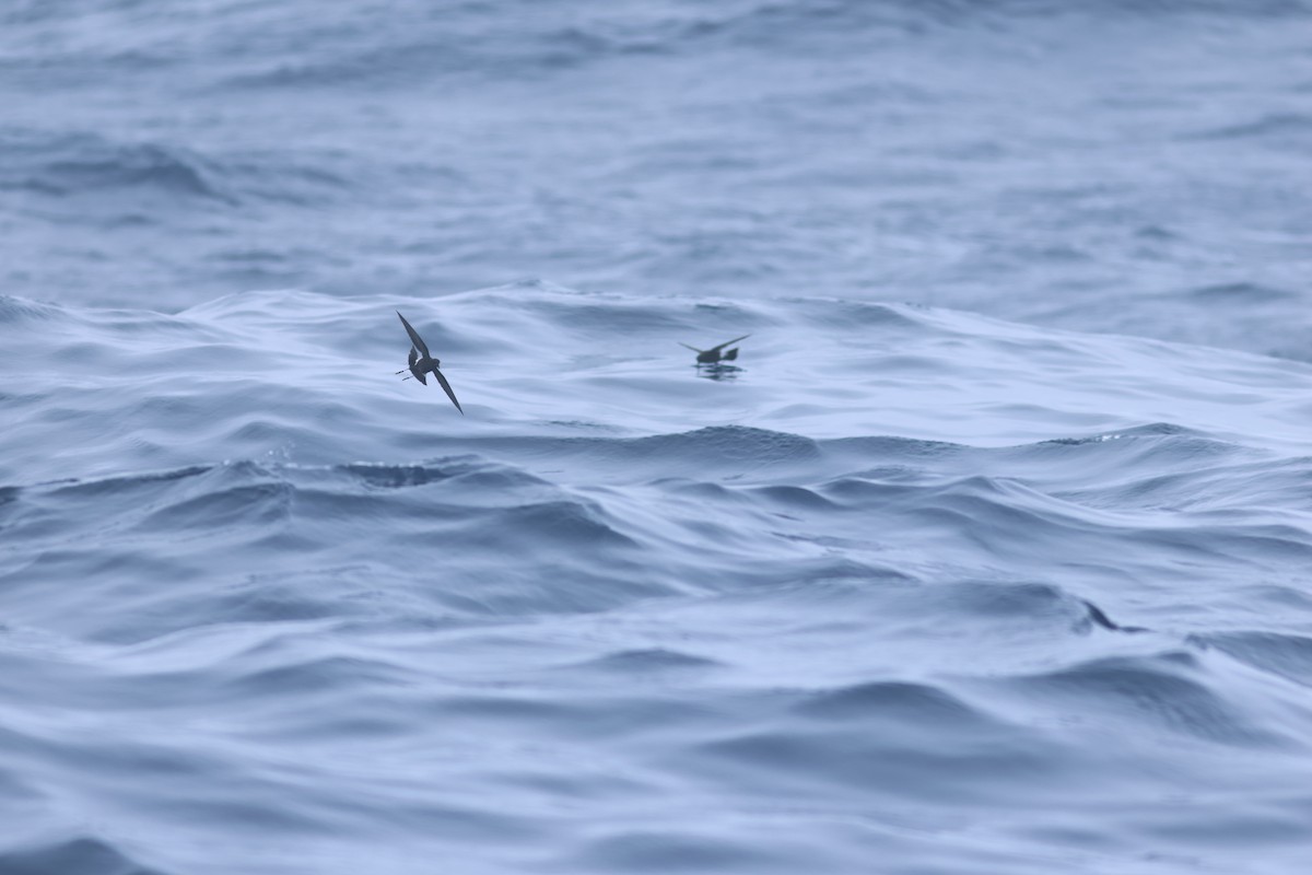 Wilson's Storm-Petrel - Vikas Madhav Nagarajan