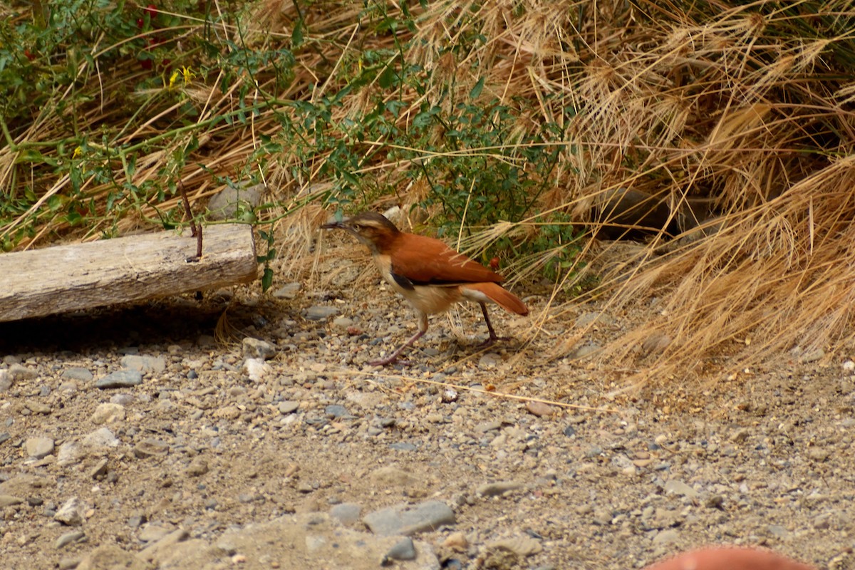 Pacific Hornero - ML619549549