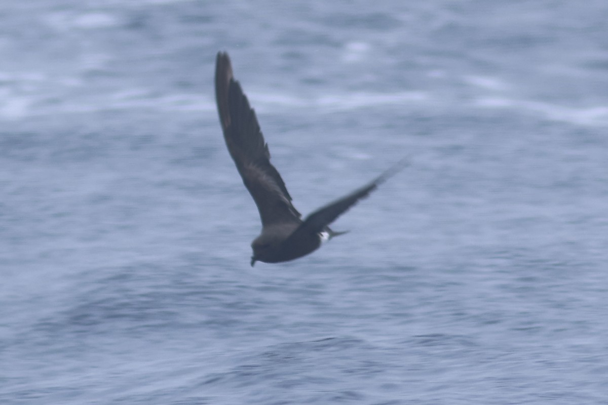 Band-rumped Storm-Petrel - Vikas Madhav Nagarajan