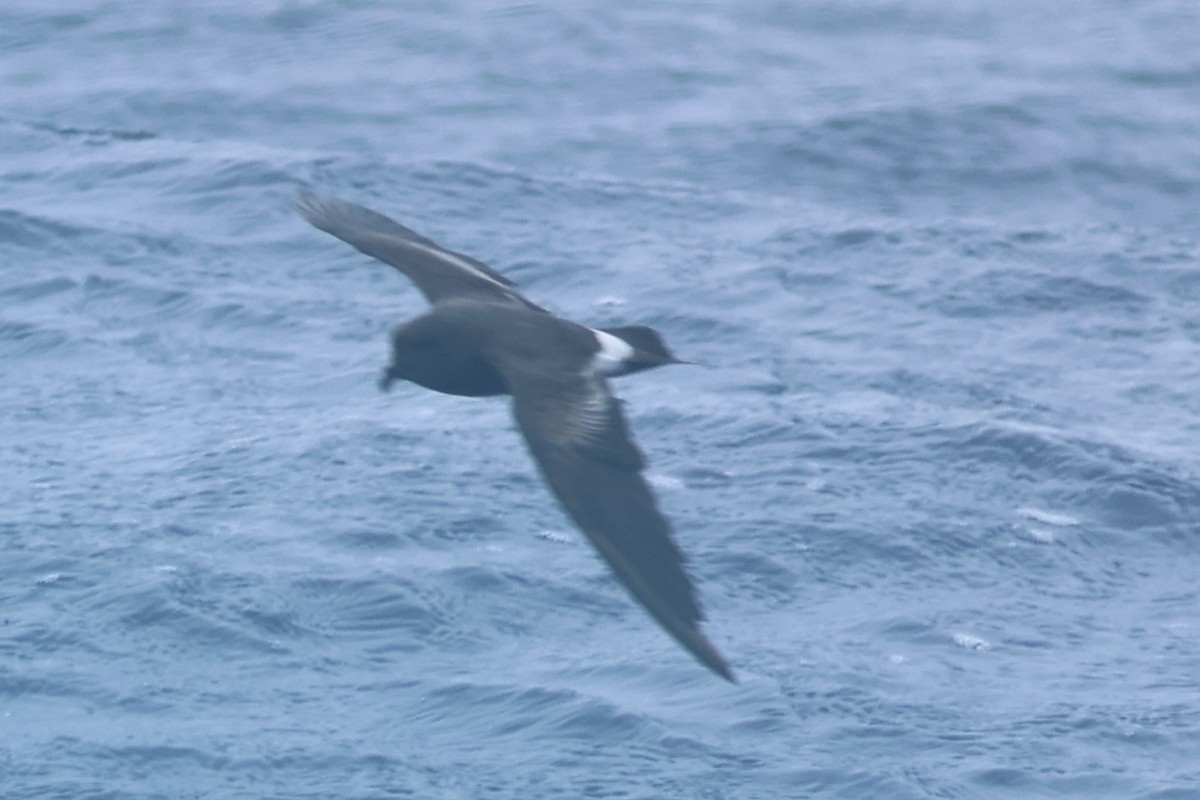 Band-rumped Storm-Petrel - Vikas Madhav Nagarajan