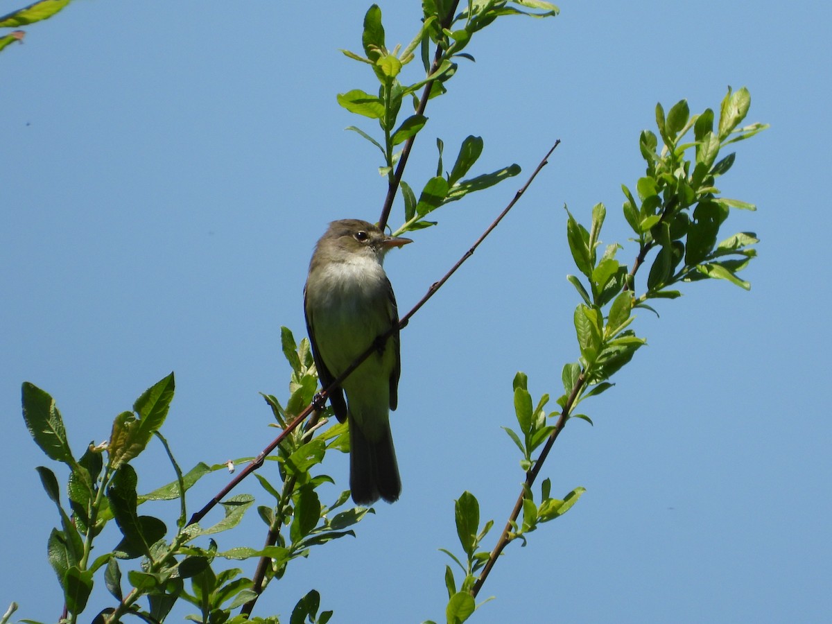 Willow Flycatcher - ML619549553