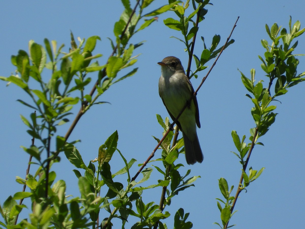 Willow Flycatcher - ML619549554