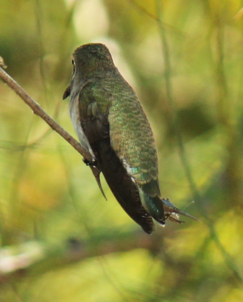 Costa's Hummingbird - Zoe Diacou