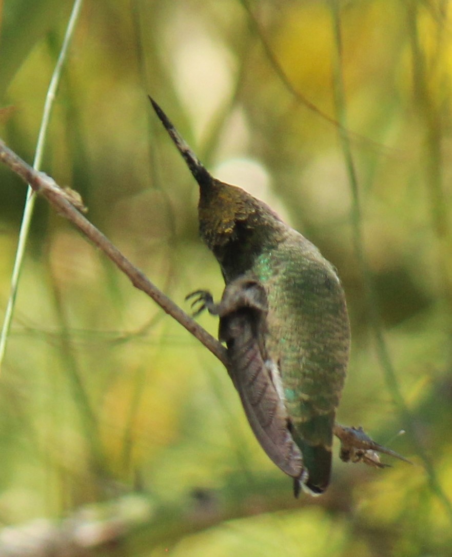 Costa's Hummingbird - Zoe Diacou