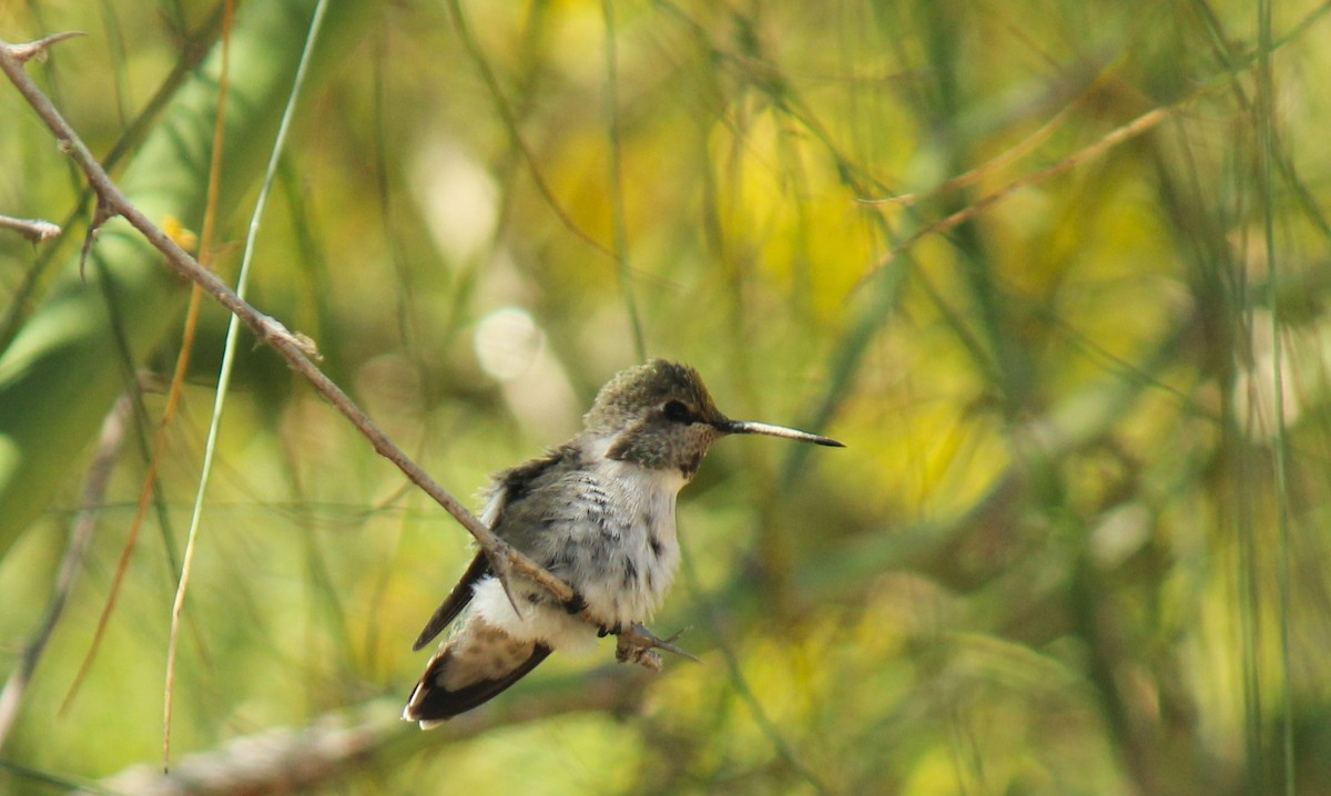 Costa's Hummingbird - Zoe Diacou