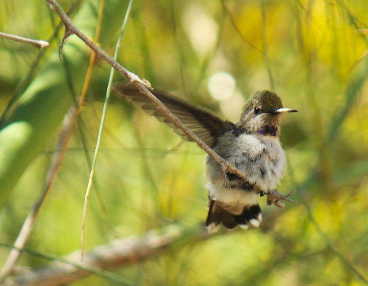 Costa's Hummingbird - Zoe Diacou