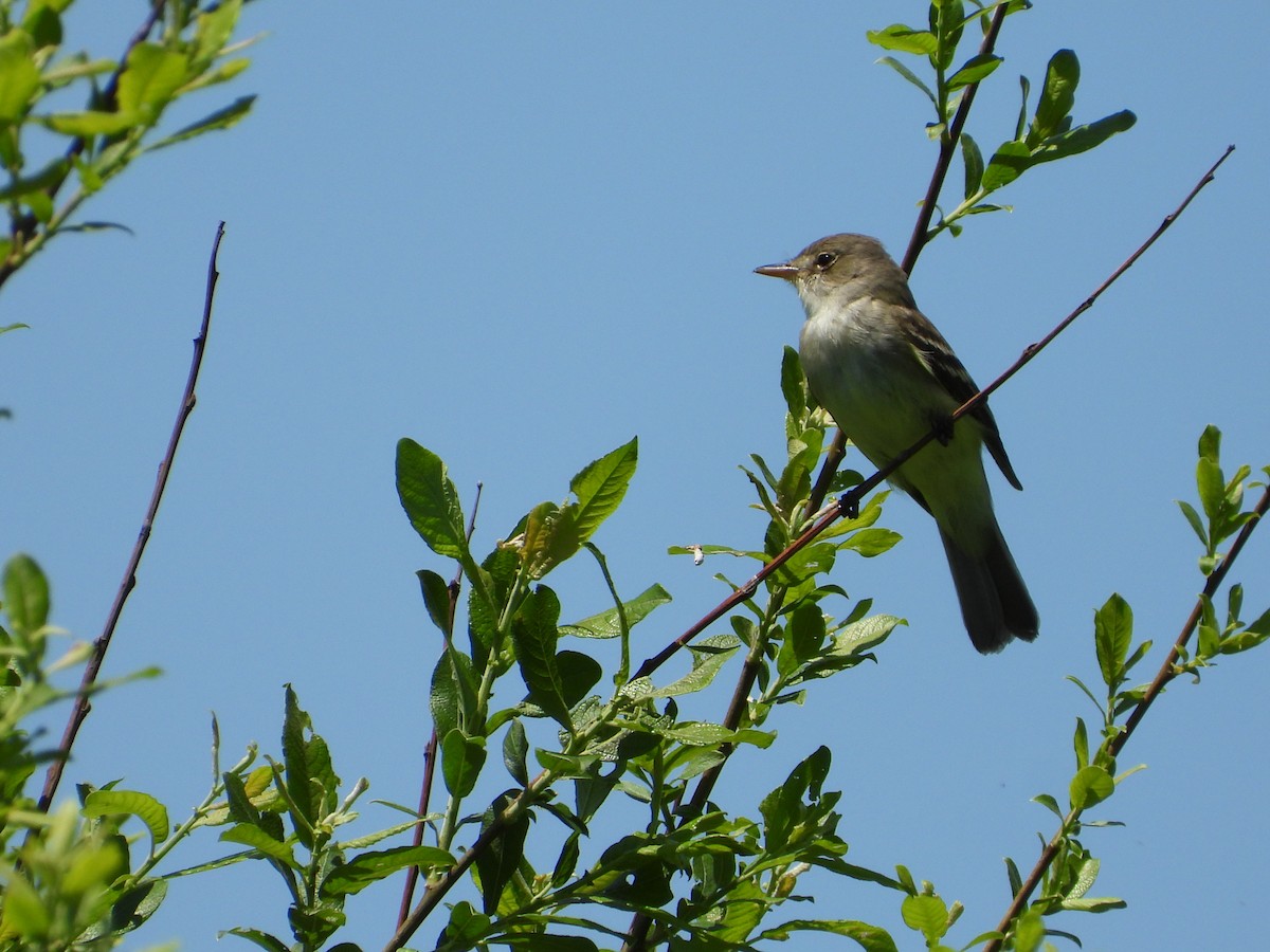 Willow Flycatcher - ML619549560