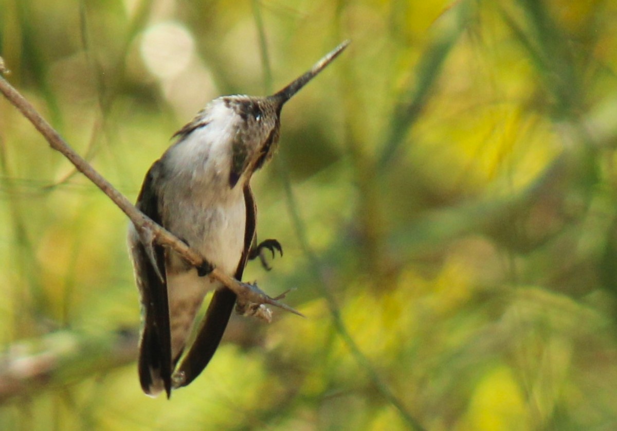 Costa's Hummingbird - Zoe Diacou