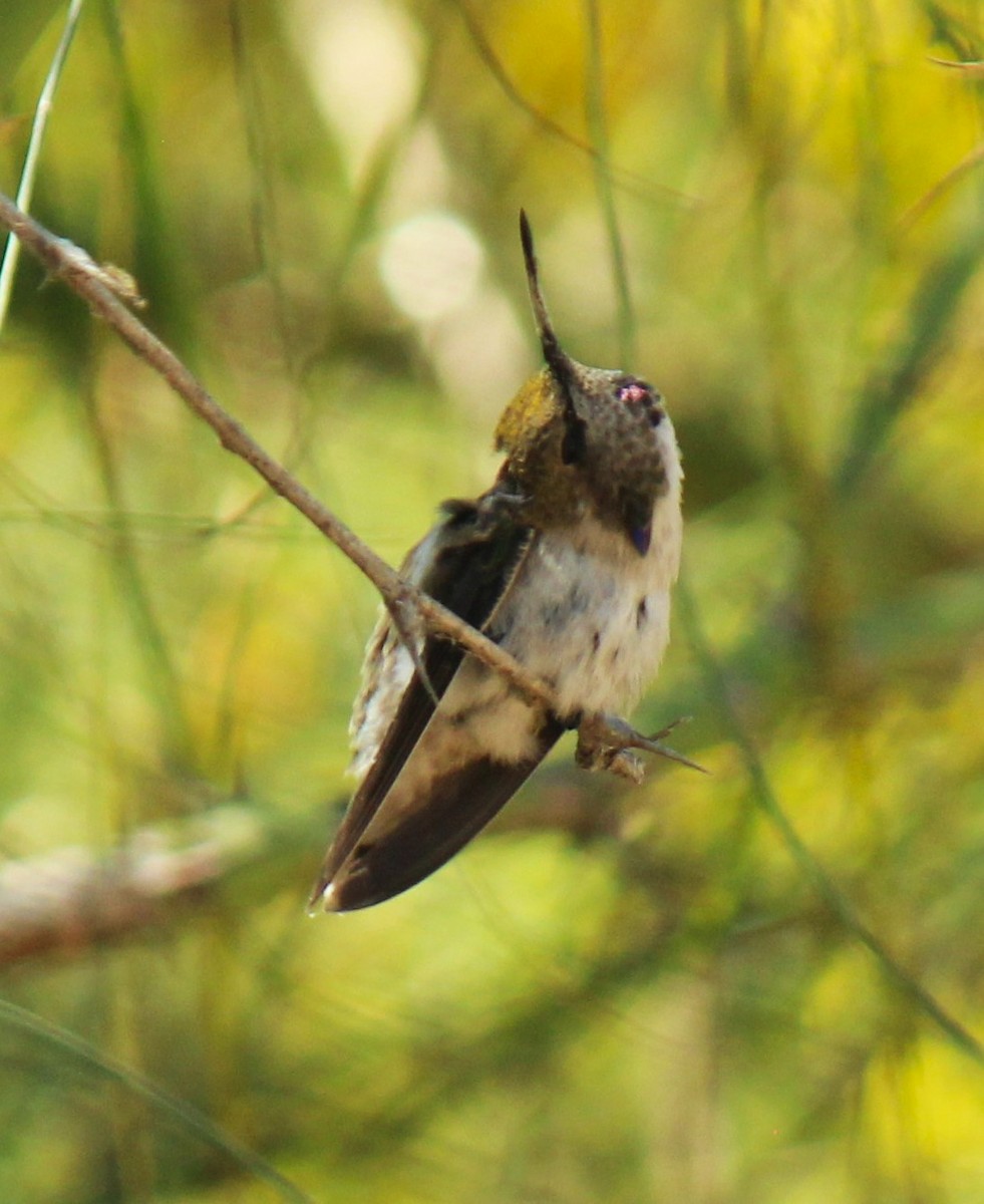 Costa's Hummingbird - Zoe Diacou
