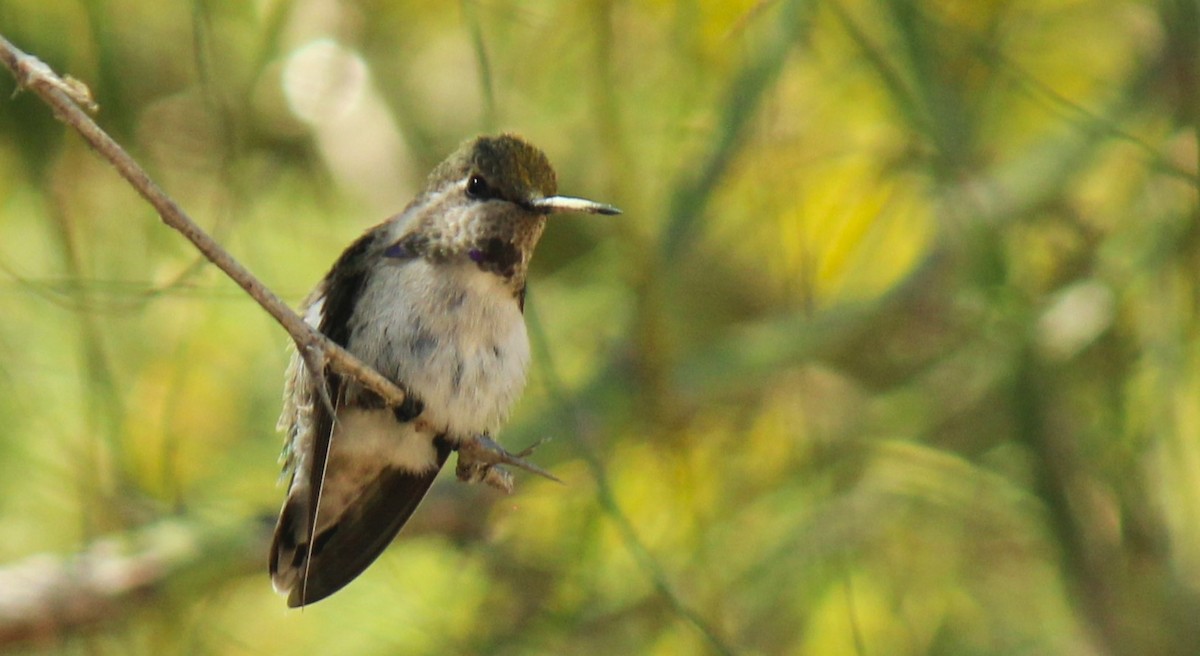 Costa's Hummingbird - Zoe Diacou