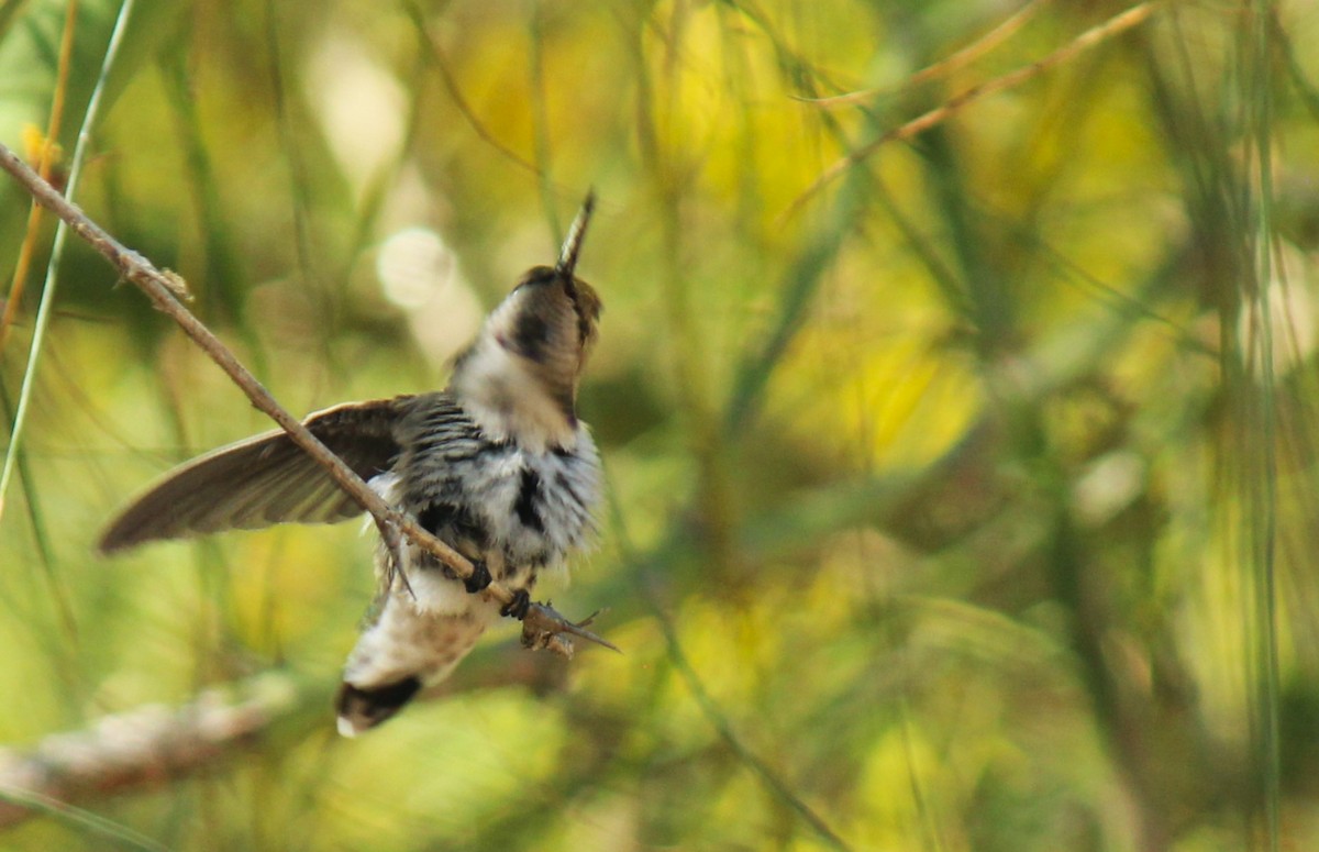 Costa's Hummingbird - Zoe Diacou