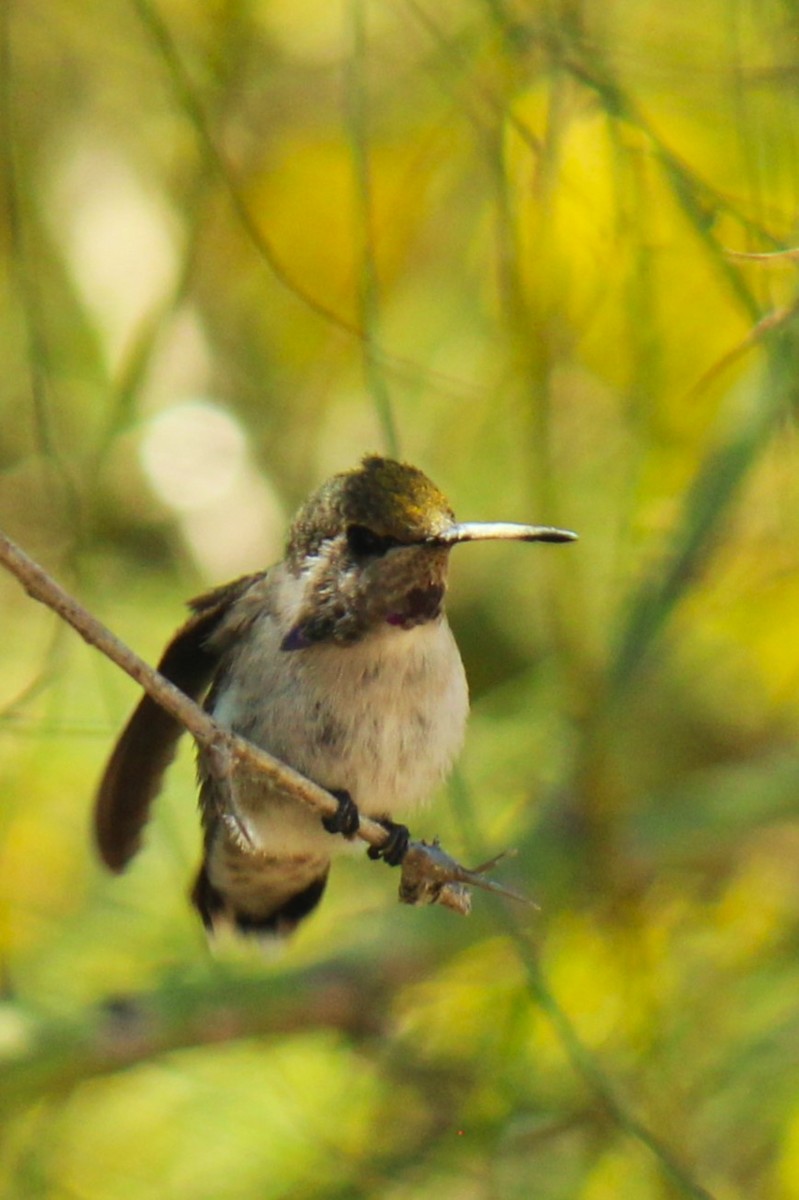 Costa's Hummingbird - Zoe Diacou