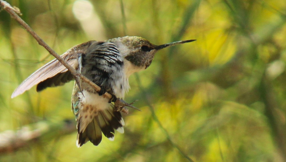 Costa's Hummingbird - Zoe Diacou