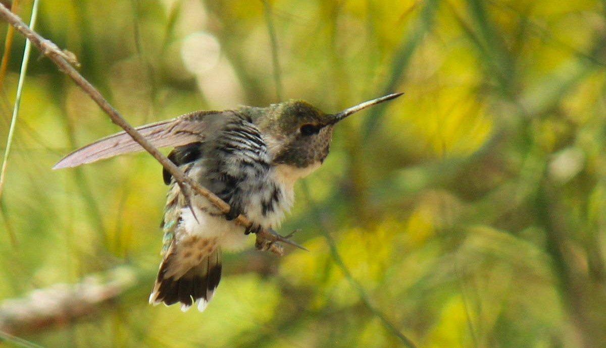 Costa's Hummingbird - Zoe Diacou