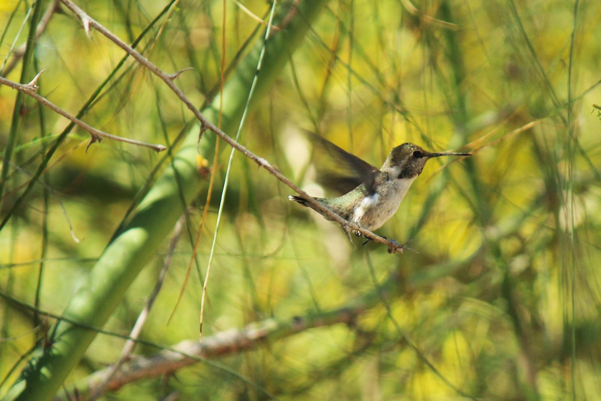 Costa's Hummingbird - Zoe Diacou