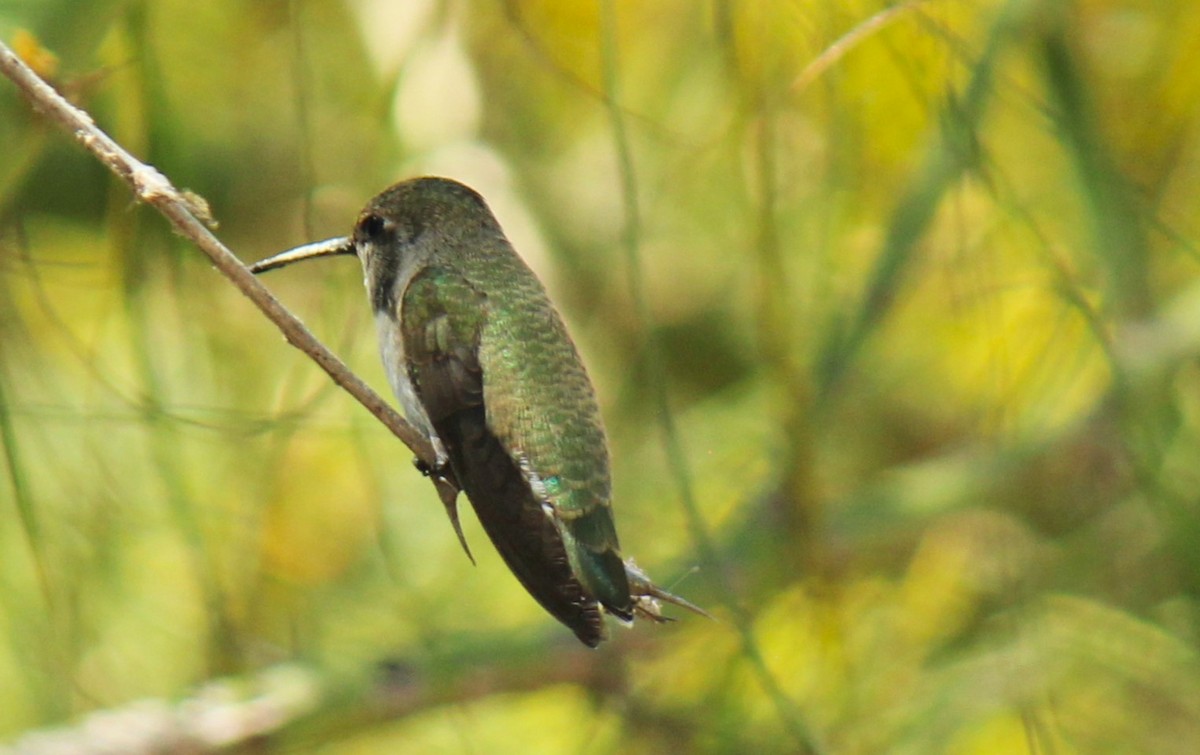 Costa's Hummingbird - Zoe Diacou