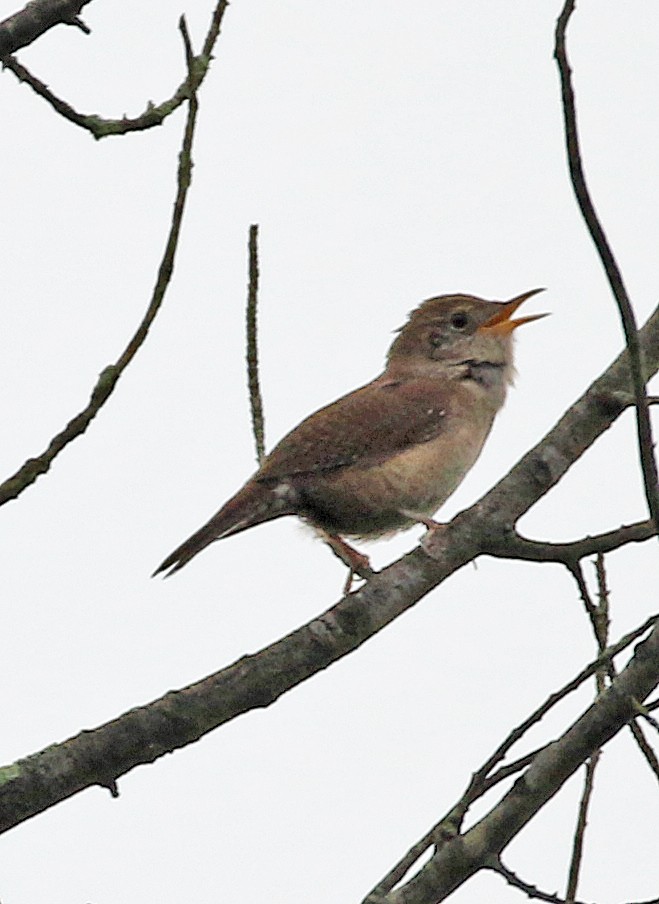 House Wren - William Parkin